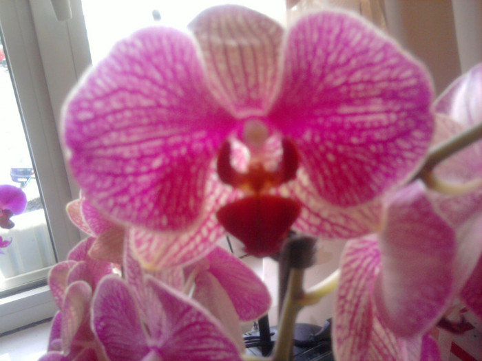 Phale - Frumoasele mele Orhidee