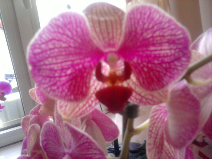 Phale; "Ai spus ceva?"
