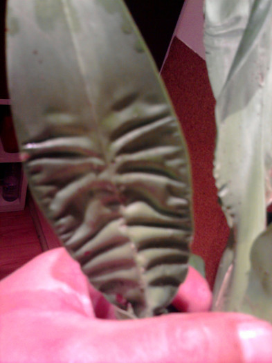 Oncidium Mixturum; Frunze zbarcite
