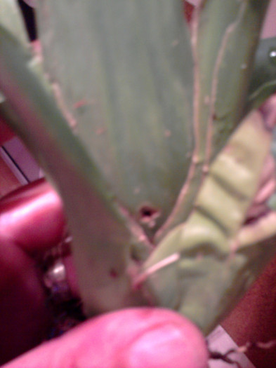 Oncidium Mixturum; Gaura in Pseudobulb
