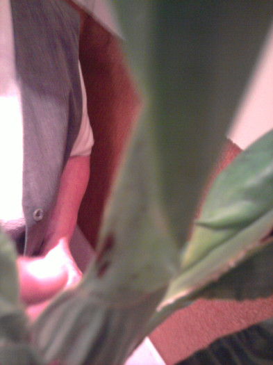 Oncidium Mixturum; Pete negre
