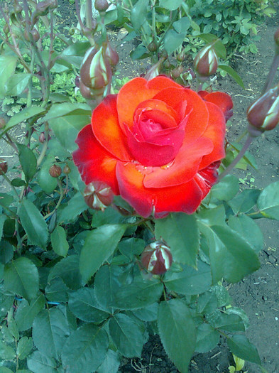 trandafir rosu buchet