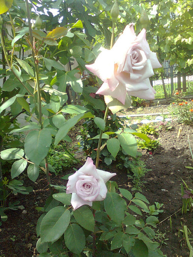 lila - flori de gradina 2012