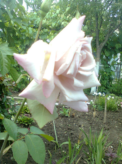 lila - flori de gradina 2012