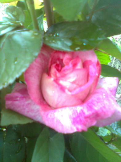 Clau^^2044 - flori de gradina 2012