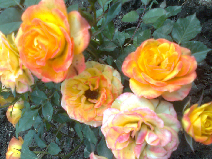 Clau^^2045 - flori de gradina 2012