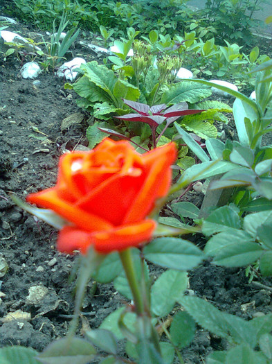 minirosa corai - flori de gradina 2012