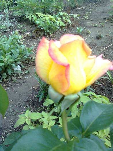 Clau^^2047 - flori de gradina 2012