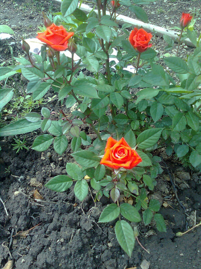 minirosa corai - flori de gradina 2012