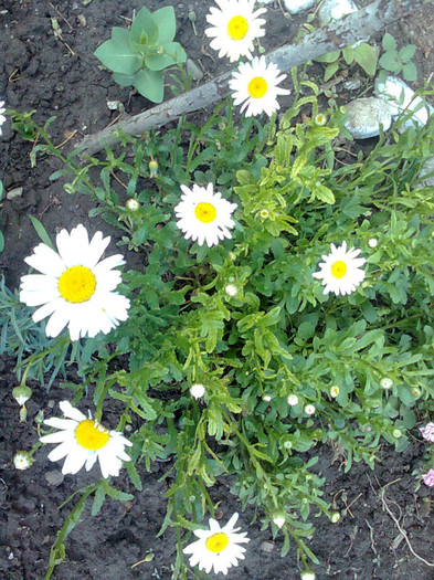 margarete - flori de gradina 2012