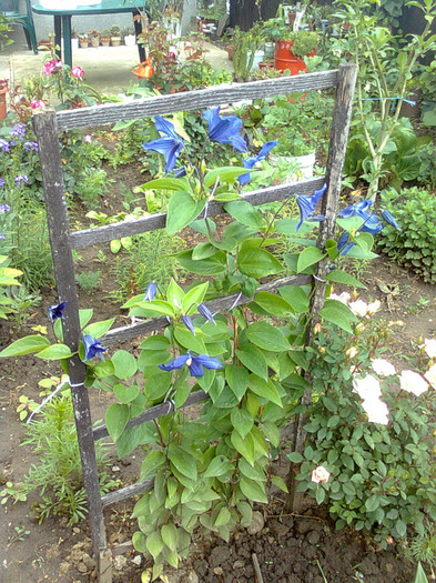 clematita durandii - flori de gradina 2012
