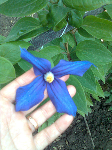 clematita durandii - flori de gradina 2012