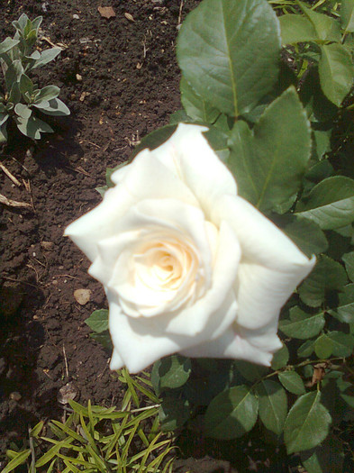 Clau^^2054 - flori de gradina 2012