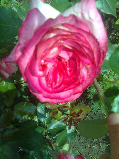 Clau^^2055 - flori de gradina 2012