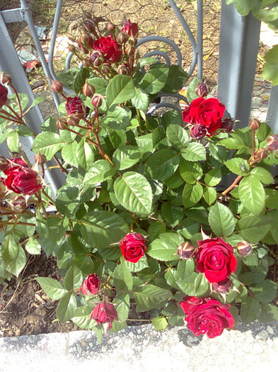 minirosa grena - flori de gradina 2012