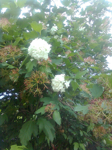 bulgare de zapada inflorit16.5.2012 - flori de gradina 2012