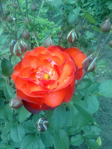 rosu buchet - flori de gradina 2012