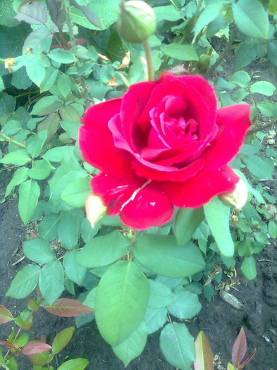 trandafir grena - flori de gradina 2012