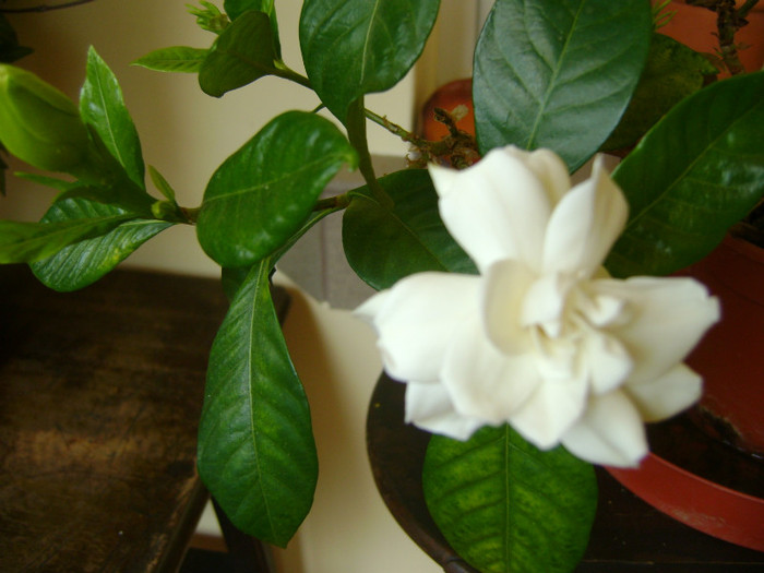 DSC05426 - GARDENIA