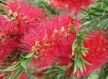 CALLISTEMON am cumparat. - IMI DORESC FOARTE MULT ACESTE FLORI