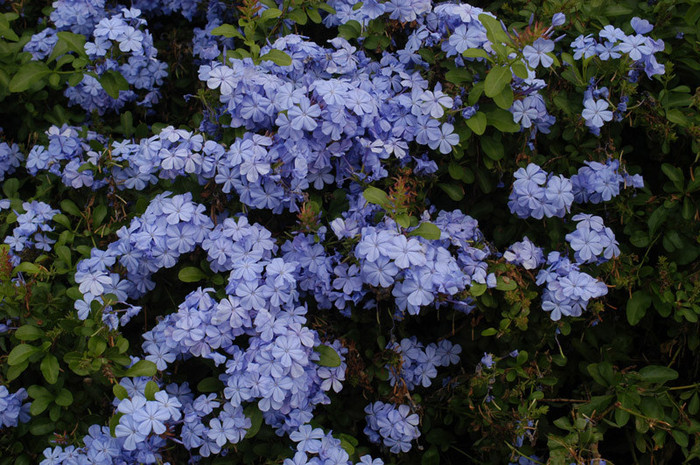 plumbago1