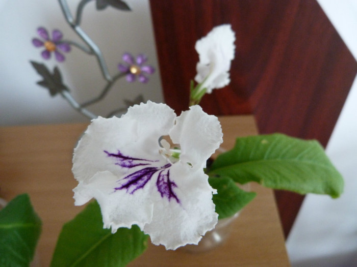 streptocarpus summer parfait