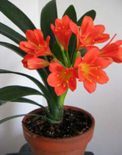 clivia_miniata - IMI DORESC FOARTE MULT ACESTE FLORI