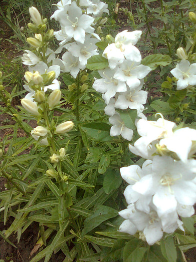 campanula de gradina - flori de gradina 2012