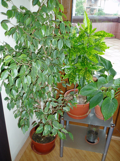 bejamin, acuba, anthurium