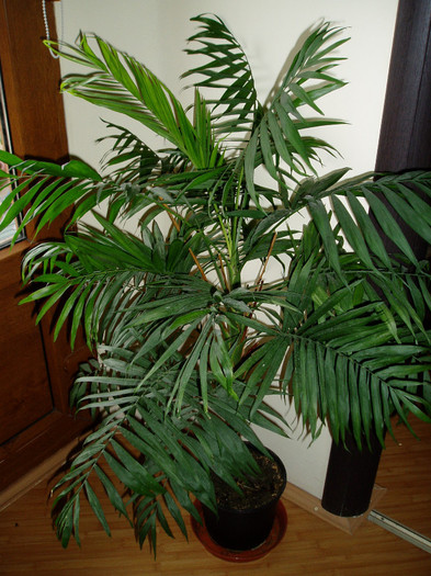 chamedorea