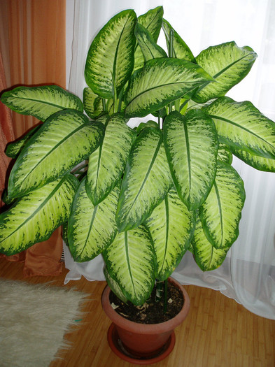 dieffenbachia