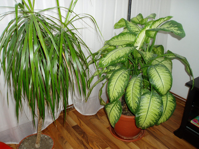 dracena si dieffenbachia