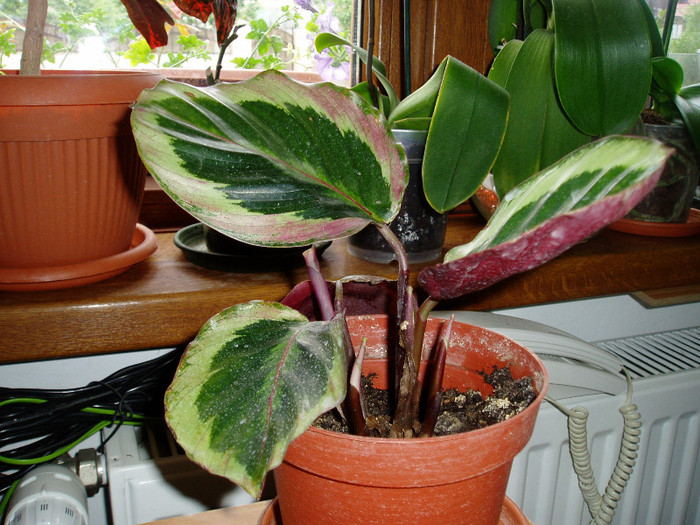 calathea