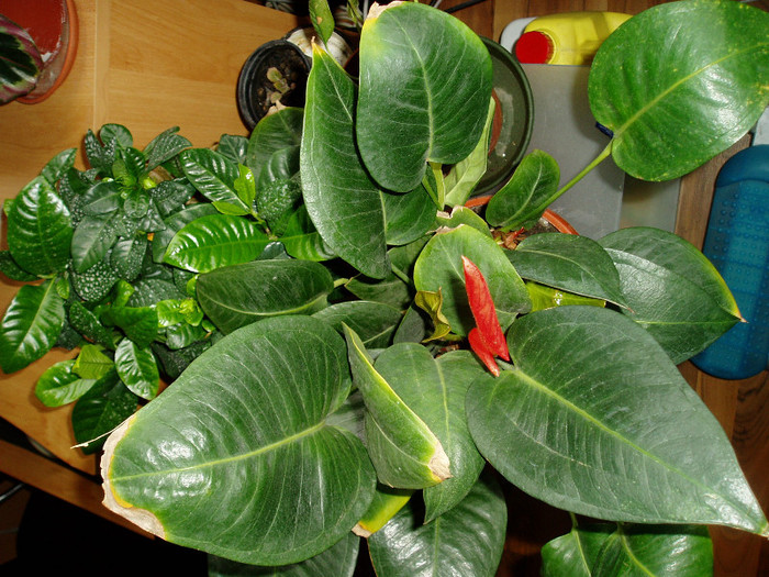 Cel mai frumos anthurium si gardenia