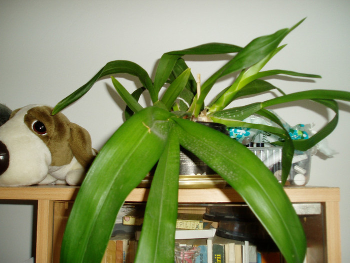 orhidee oncidium