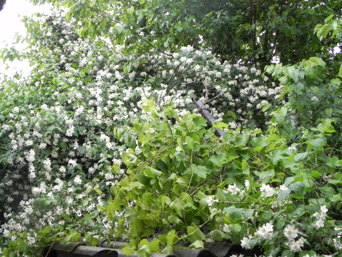  - GRADINA