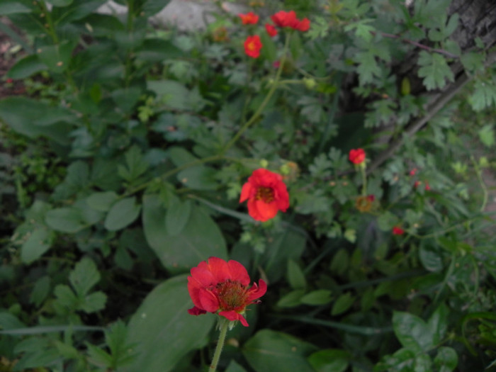  - GRADINA