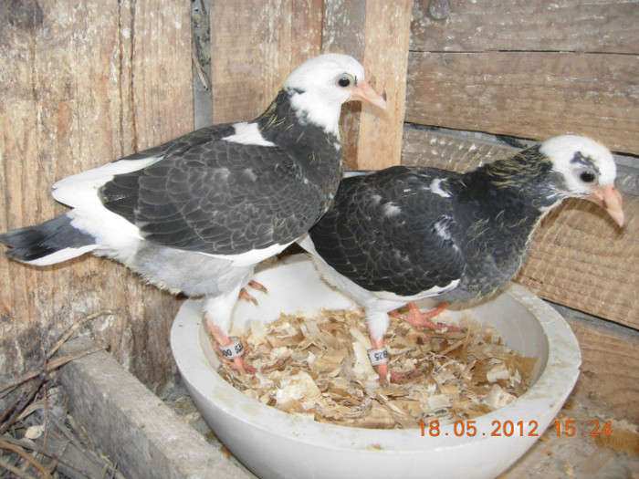 baltati din fontata2004 cu plesuvul