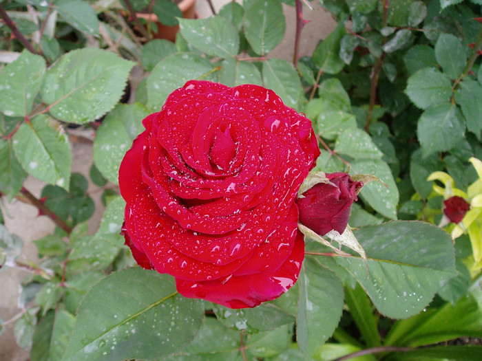 P1010002 - Mai - Iunie