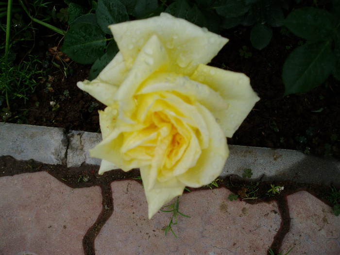 Landora-sunblest - Mai - Iunie