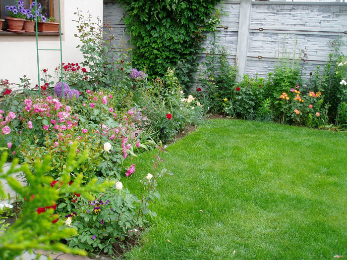 Florile mele - Mai - Iunie