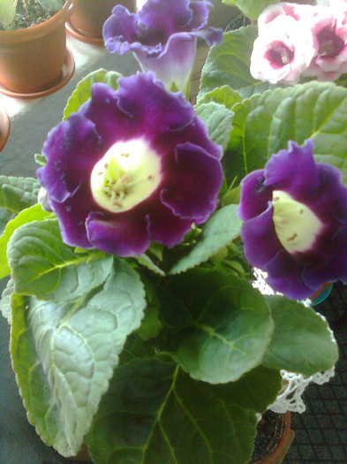 Clau^^2075 - gloxinia 2012