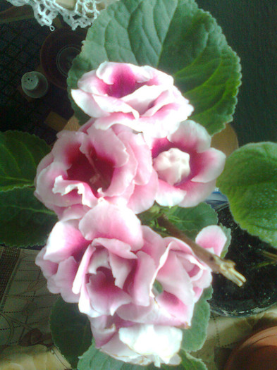 17.5.2012 - gloxinia 2012