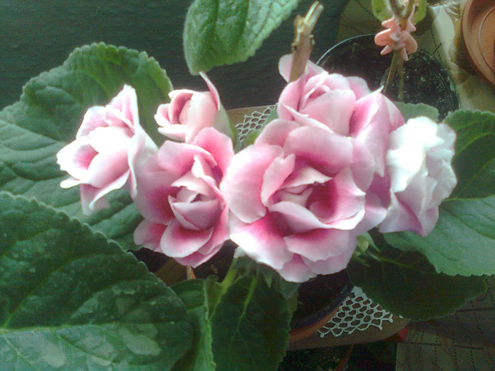 17.5.2012 - gloxinia 2012