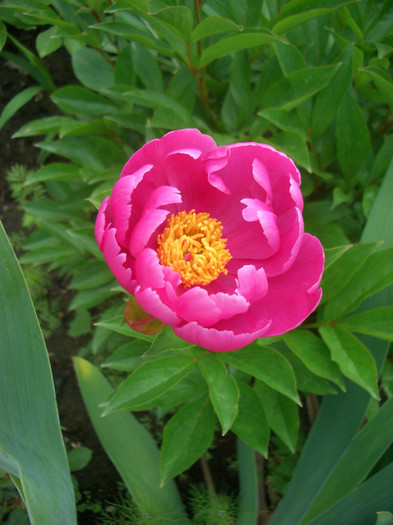 Bujor
