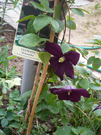 18.05.2012 - GRADINA 2012