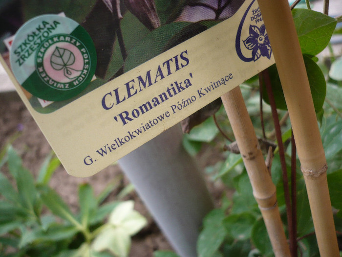 P1130697 - GRADINA 2012