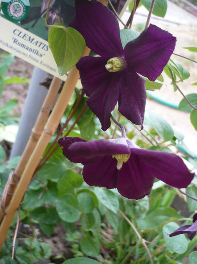 P1130698 - GRADINA 2012