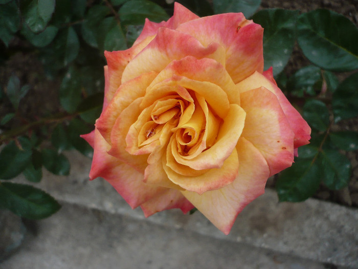 P1130700 - GRADINA 2012