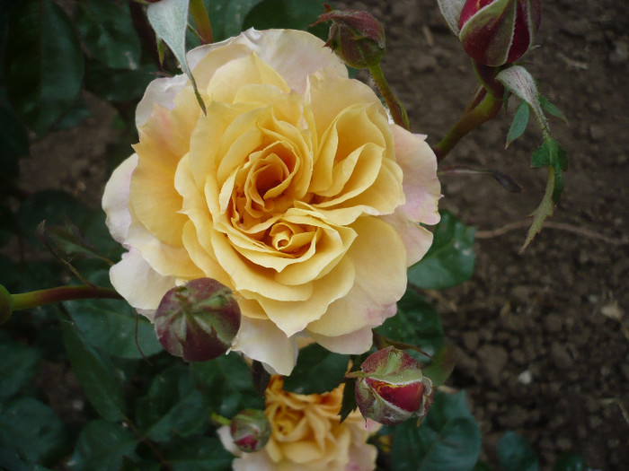 P1130701 - GRADINA 2012